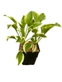 So Sweet Hosta - Plantain Lily - Perennial - Quart Pot