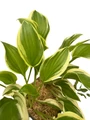 So Sweet Hosta - Plantain Lily - Perennial - Quart Pot