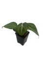 Rare Gloriosum Philodendron - 2.5" Pot - Live Houseplant