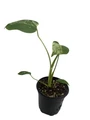 Rare Variegated Monstera Bulbasaur - Monstera Deliciosa - Live Houseplant - 4" pot