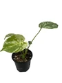 Rare Variegated Monstera Bulbasaur - Monstera Deliciosa - Live Houseplant - 4" pot