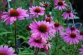 Magnus Coneflower - Echinacea Purpurea - Quart Pot -Perennial