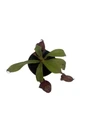 Black Miracle Pitcher Plant - Nepenthes ventricosa x ampullaria - Carnivorous - 2" Pot