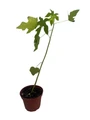 Dwarf Papaya Plant - Carica papaya - 4" Pot