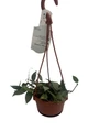 Hoya Arctic Houseplant - 4" Hanging Basket - Trailing Wax Plant
