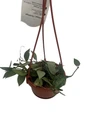 Hoya Arctic Houseplant - 4" Hanging Basket - Trailing Wax Plant