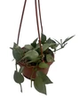 Hoya Arctic Houseplant - 4" Hanging Basket - Trailing Wax Plant