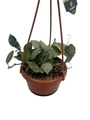 Hoya Arctic Houseplant - 4" Hanging Basket - Trailing Wax Plant
