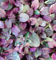 Burgundy Glow Ajuga Plant - Carpet Bugle - Hardy Ground Cover -Quart Pot