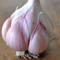 Nootka Rose Garlic Bulbs - 3 Bulbs - Heirloom