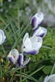 Prince Claus Snow Crocus - Very Hardy! - 5/+ cm Bulbs - 20 Bulbs
