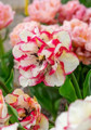 Wild Desire Double Late Tulip - 5 Bulbs - 12/+ cm Bulbs