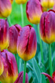 Amber Glow Triumph Tulip - 5 Bulbs - 12/+ cm Bulbs
