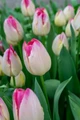 Supri Erotic Triumph Tulip - 5 Bulbs - 12/+ cm Bulbs