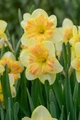 Peachy Dream Daffodil - 5 Bulbs 14/16 cm Bulbs