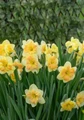 Peachy Dream Daffodil - 5 Bulbs 14/16 cm Bulbs