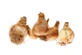 Peachy Dream Daffodil - 5 Bulbs 14/16 cm Bulbs