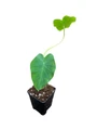 Jack's Giant Elephant Ear Plant - Colocasia Esculenta - 2.5 " Pot