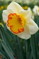 Hawaiian Skies Large Cup Daffodil - 5 Bulbs - 14/16 cm Bulbs