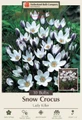 Lady Killer Snow Crocus - Very Hardy - Perennial - 10 Bulbs - 5/+ cm Bulbs
