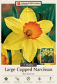 Red Devon Daffodil - Large Cupped Narcissus - 7 Bulbs - 14/16 cm Bulbs