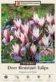 Peppermint Stick Candlestick Tulip 15 Bulbs - Pink & White - 6/+ cm Bulbs