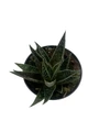 Tiki Tahi Lace Aloe Haworthia - Succulent Plant - 4" Pot - Low Maintenance