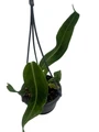 Queen Anthurium - Anthurium Warocqueanum - Rare Velvet Leaf Houseplant - 4" Hanging Basket