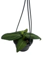 Anthurium Villenaorum - Rare Velvet Foliage Houseplant - 4" Hanging Basket