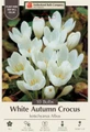 White Autumn Crocus - kotschyanus Albus - 10 Bulbs - 6/+ cm Bulbs