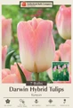 Kunyun Tulip - Darwin Hybrid - 12/+ cm Bulbs -  7 Bulbs