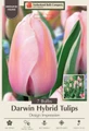 Design Impression Tulip- Darwin Hybrid - Lush Pink and Melon - 7 Bulbs - 12/+ cm Bulbs