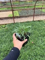 Shades of Rose Coreopsis Plant - Tickseed - Perennial - Quart Pot