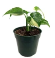 Rare Green Snow Monstera- 4" Pot