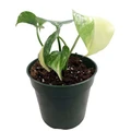 Rare Green Snow Monstera- 4" Pot