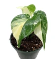 Rare Green Snow Monstera- 4" Pot
