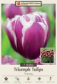 Tiramisu Triumph Tulip - 7 Bulbs - 12/+ cm Bulbs