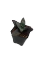 SuperSparkler Blue Ox Sedum - Succulent Plant - 2.5" Pot