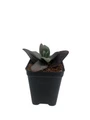 SuperSparkler Blue Ox Sedum - Succulent Plant - 2.5" Pot
