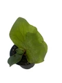 Angola Staghorn Fern - Platycerium elephantotis - 2.5" Pot - Collector's Series