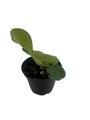 Angola Staghorn Fern - Platycerium elephantotis - 2.5" Pot - Collector's Series