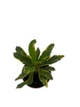 Golden Gem Crown of Thorns Plant -Euphorbia millii - 2.5" Pot