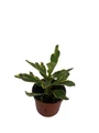 Golden Gem Crown of Thorns Plant -Euphorbia millii - 2.5" Pot