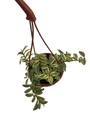 Bolero Bicolor Lipstick Plant - 4" Hanging Basket - Aeschynanthus