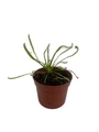 White Sundew Plant - Drosera capensis alba - Carnivorous - 2.5" Pot
