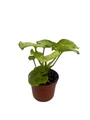 Kiwi Delight Arrowhead Plant - Syngonium - Nepthytis - 2.5" Pot