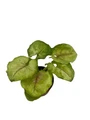 Kiwi Delight Arrowhead Plant - Syngonium - Nepthytis - 2.5" Pot
