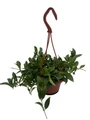 Big Apple Lipstick Plant - Aeschynanthus radicans - 4" Hanging Basket
