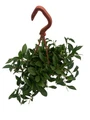 Big Apple Lipstick Plant - Aeschynanthus radicans - 4" Hanging Basket