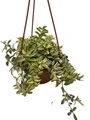 Bolero Bicolor Lipstick Plant - Aeschynanthus - 6" Hanging Basket